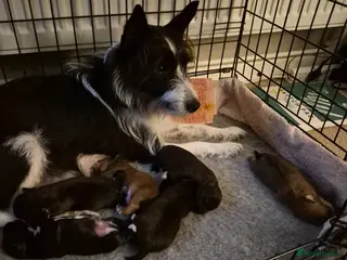 Mixed Breed dogs 5 Lakeland Terriers X for sale - Advert 1