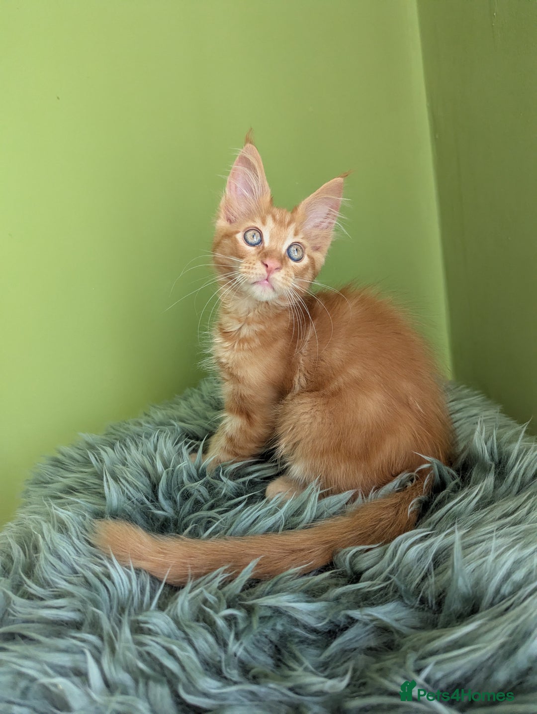 Maine Coon cats for sale: Beautiful Pedigree Maine Coon Kittens  - Image 15