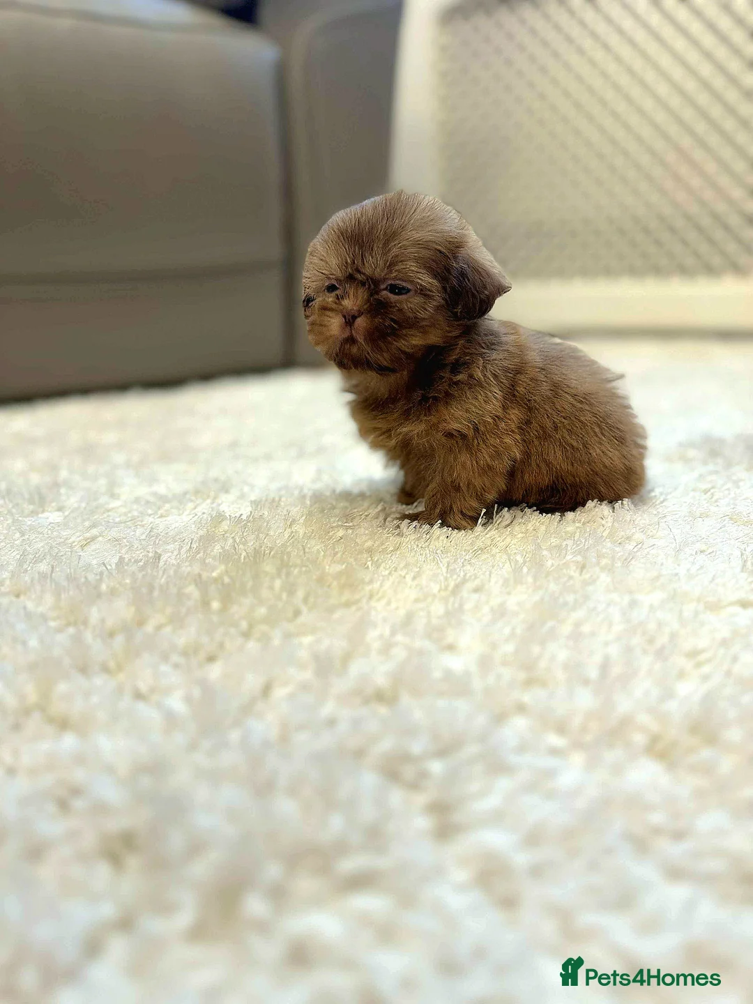 Shih Tzu dogs for sale: KC Registered Chocolate Imperial Shih Tzu Puppies - Advert 3