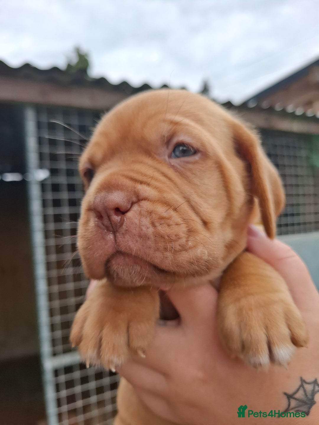 Dogue De Bordeaux dogs for sale: Dogue de Bordeaux pups  - Image 3