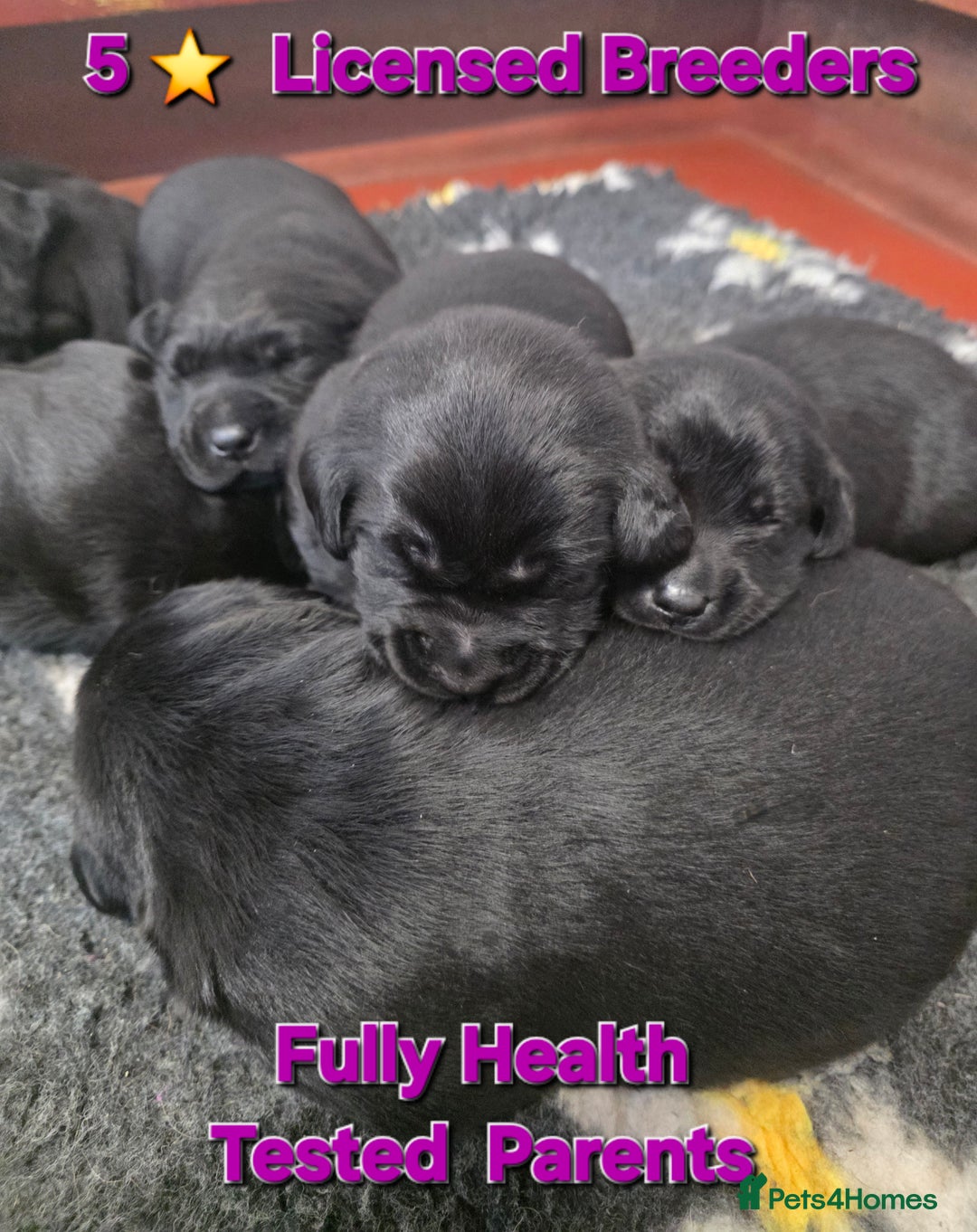 Labrador Retriever dogs for sale: Beautiful Black Labrador Puppies  - Advert 1