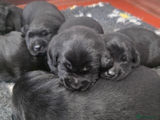 Labrador Retriever dogs Beautiful Black Labrador Puppies - Advert 4