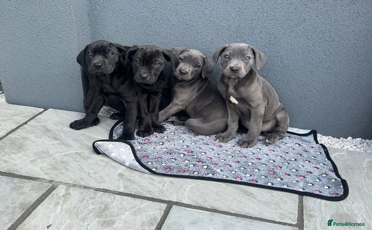 Cane Corso dogs - Advert 1