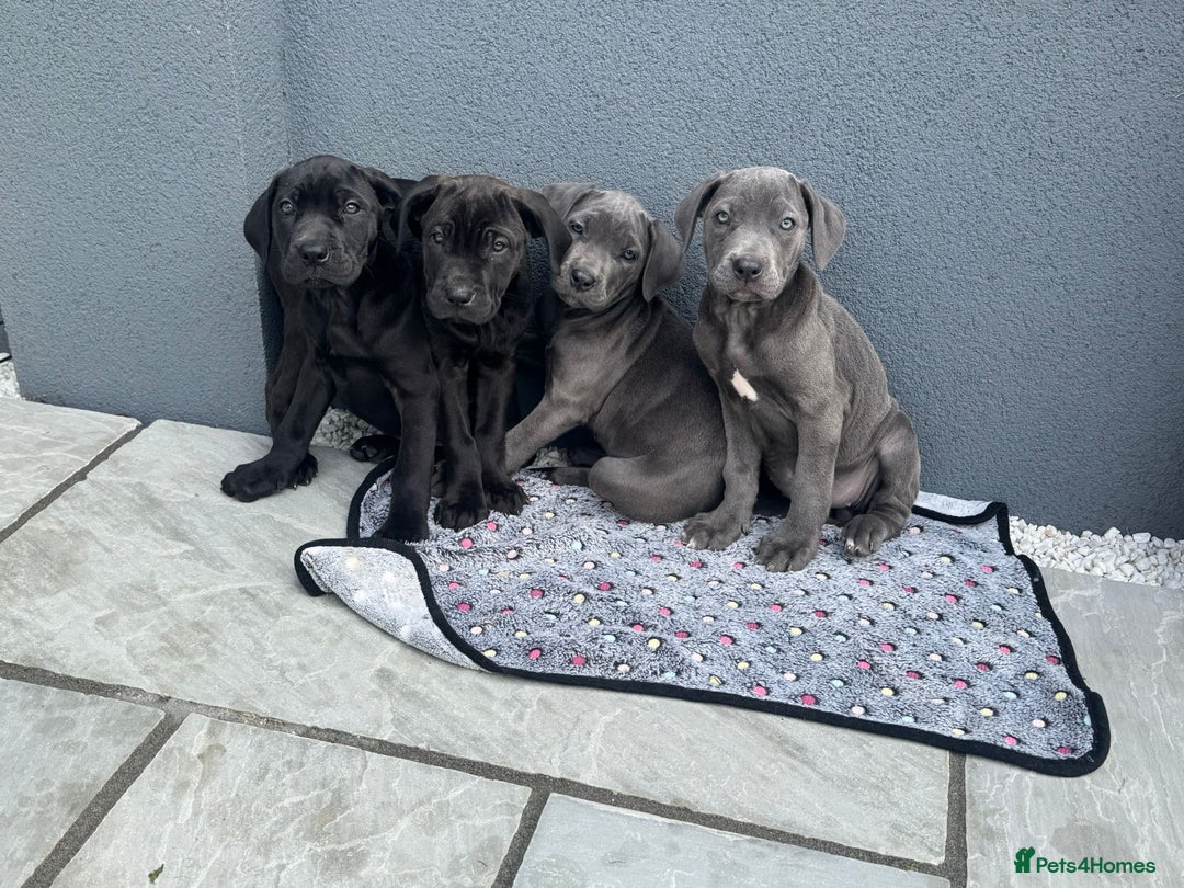 Cane Corso dogs for sale: Cane corso pups  - Image 1
