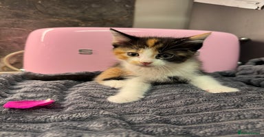 Mixed Breed cats Kittens  - Advert 5