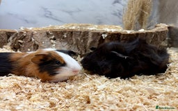 Guinea Pig rodents for sale: Multiple Baby Guinea Pigs for sale - Image 6