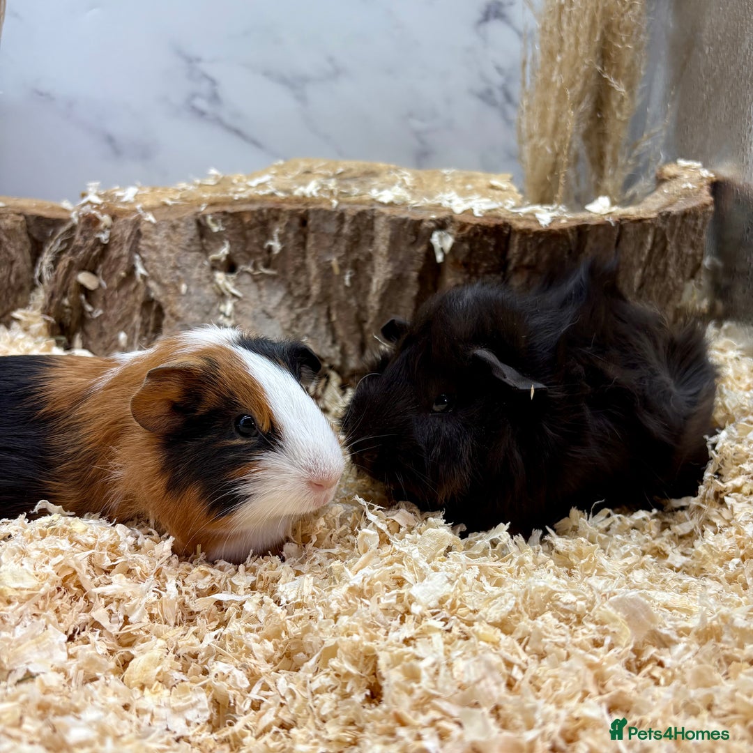 Guinea Pig rodents for sale: Multiple Baby Guinea Pigs for sale - Image 6