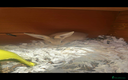 Continental Giant rabbits for sale: Giant continental blues fawn and fawn blue point - Image 2