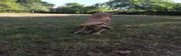 Golden Retriever dogs for sale: Golden retriver female  - Advert 2