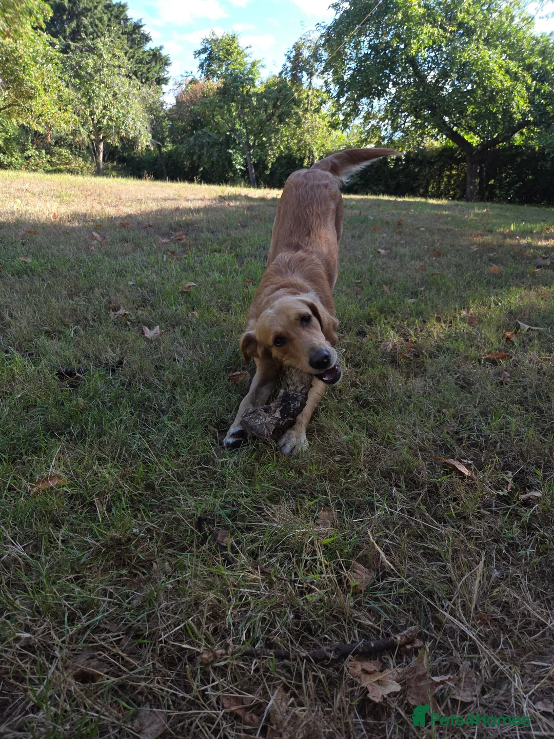Golden Retriever dogs for sale: Golden retriver female  - Advert 2