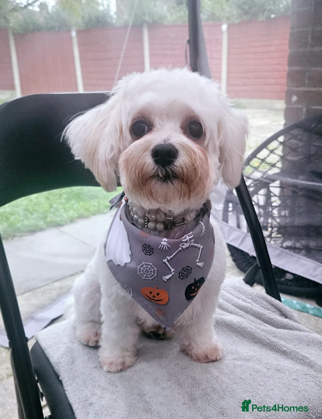 Bichon Frise dogs for sale: 2 Year Old Female Bichon Frise to Rehome - Advert 4