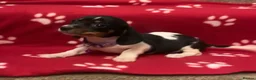 Miniature Dachshund dogs for sale: Beautiful rare piebald miniature dachshund puppies - Advert 14