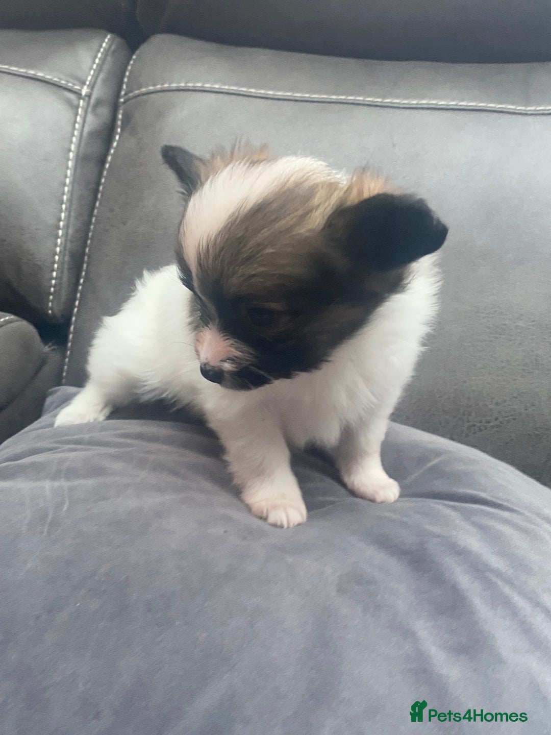 Papillon dogs for sale: Beautiful papillon girls - Advert 7