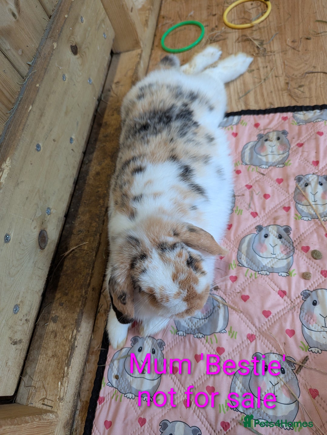 Mini Lop rabbits for sale: Very friendly mini lops! Perfect house bunnies!  - Advert 6