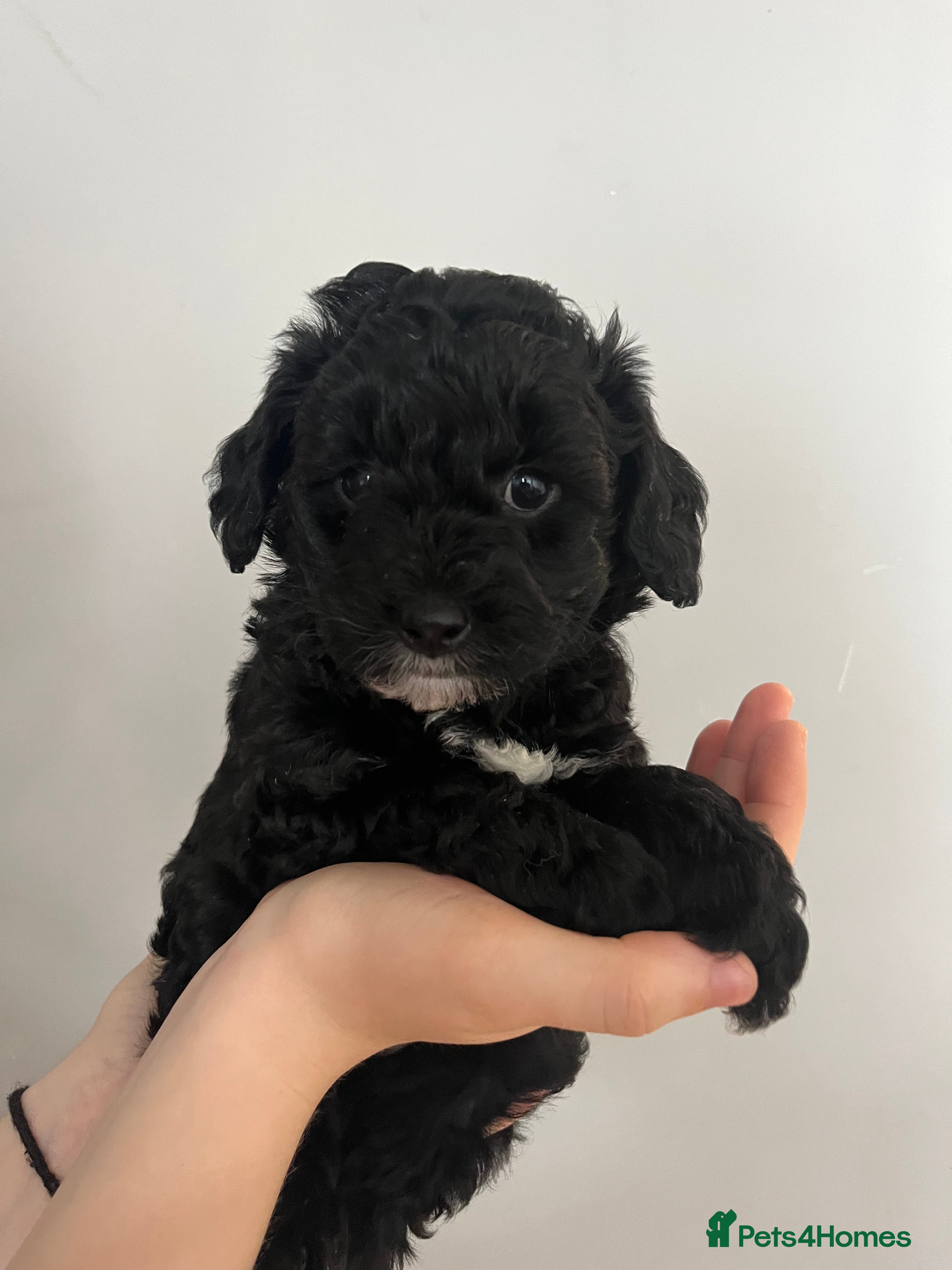 Mixed Breed dogs Cavapoochon puppies - Advert 2