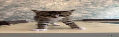 British Shorthair 3