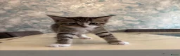 British Shorthair cats for sale: Tabby Kittens X3 and one black and white kitten - Advert 7
