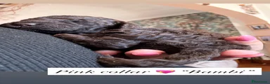 Cockapoo 5