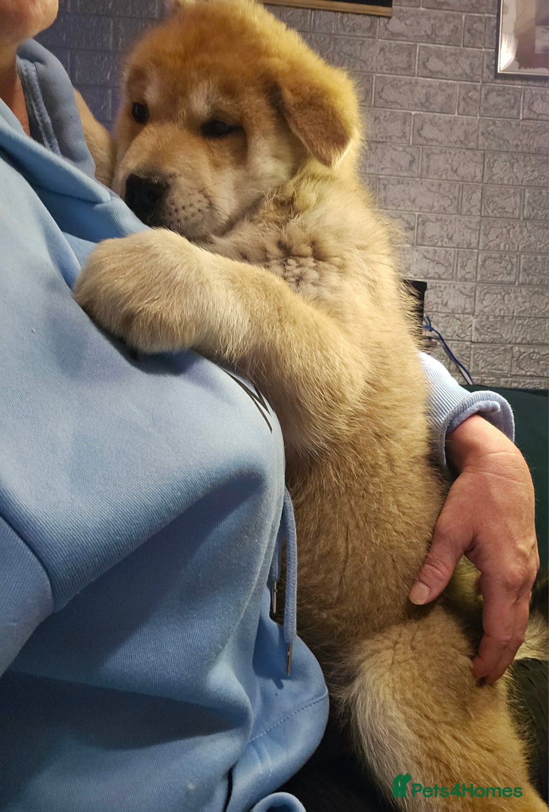 Mixed Breed dogs for sale: Chowsky puppies ready to go chow x siberian husky - Advert 9