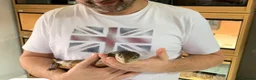 Skink reptiles for sale: Irian Jaya Blue Tongue Skink  - Advert 1