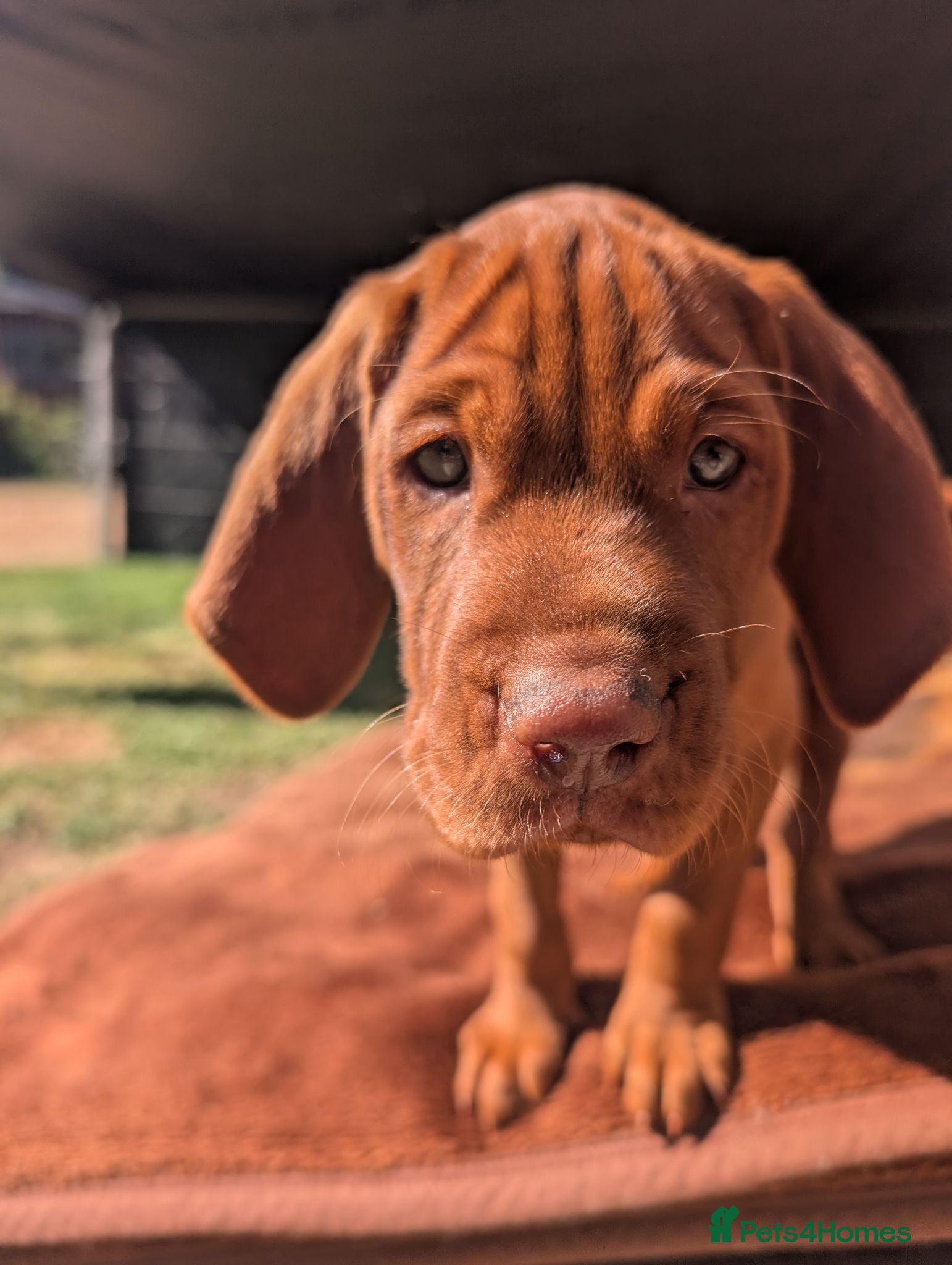 Hungarian Vizsla dogs **KC VISZLA PUPPIES *Import Lines & Low COI** - Advert 2