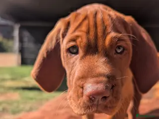 Hungarian Vizsla dogs **KC VISZLA PUPPIES *Import Lines & Low COI** - Advert 2