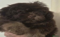 Shihpoo dogs for sale: Beautiful Chocolate & Tan Girl Ready Next Week  - Image 3