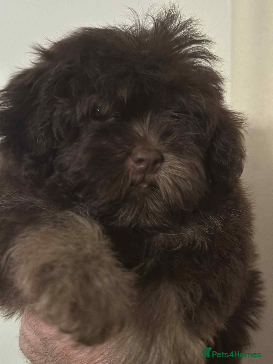 Shihpoo dogs for sale: Beautiful Chocolate & Tan Girl Ready Next Week  - Image 3
