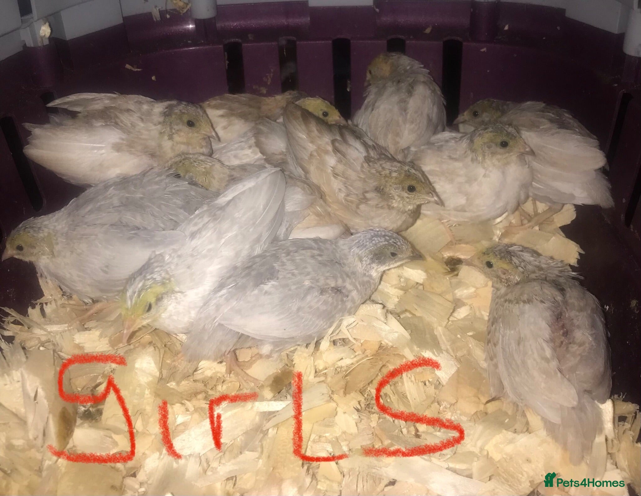 Quail poultry for sale: SEXED CHINESE PAINTED BUTTON QUAILS ! - Advert 2