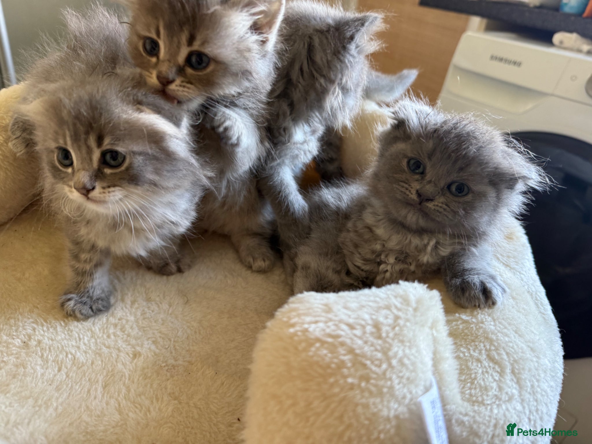 Scottish Fold cats Scottish fluffy kittens, ready for reservation  - Advert 16