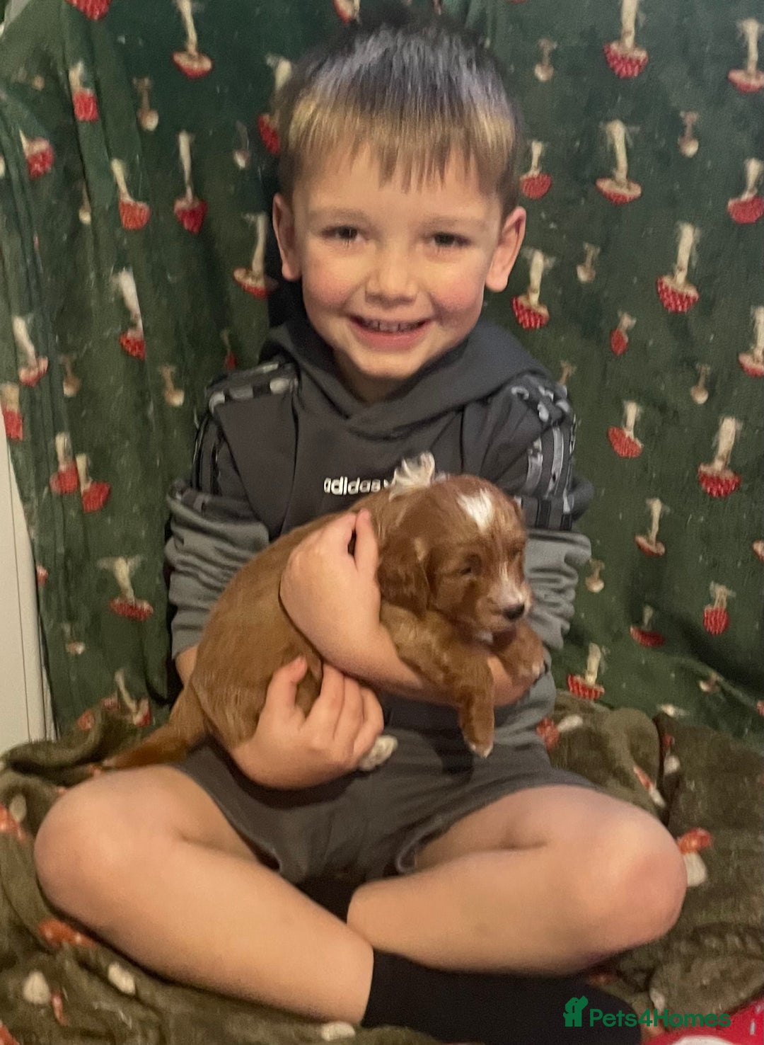 Doxiepoo dogs for sale: Beautiful Doxipoo puppies  - Advert 5