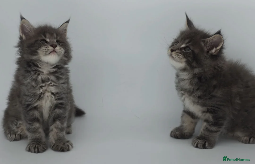 Maine Coon cats for sale: Tica beautiful Maine Coon kittens  - Advert 1