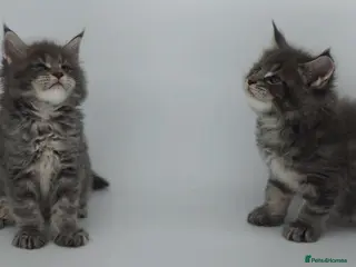 Maine Coon cats Tica beautiful Maine Coon kittens - Advert 18