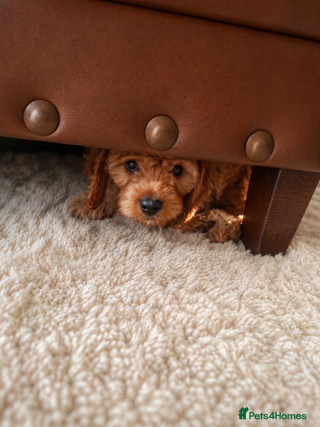 Cavapoo dogs  F1 Cavapoo 1Boy Available ready now 💚 - Advert 2
