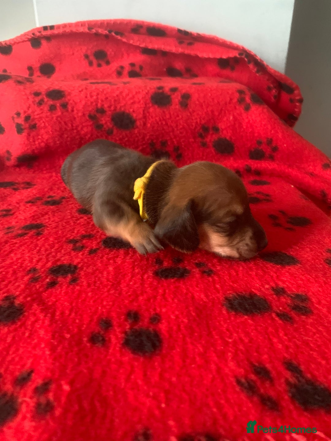 Miniature Dachshund dogs for sale: Miniature dachshund   in Blackpool - Image 9