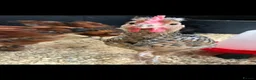 Chickens poultry for sale: Brahma Chickens for sale  - Advert 4