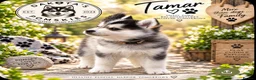 Pomsky dogs for sale: Stunning F3 Pomsky Puppies - Advert 19