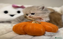 British Shorthair cats for sale: Affectionate lap cats health tested parents  - Image 14