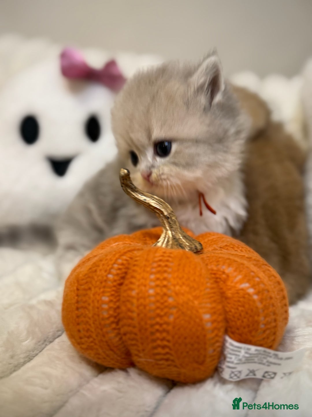 British Shorthair cats for sale: Affectionate lap cats health tested parents  - Image 14