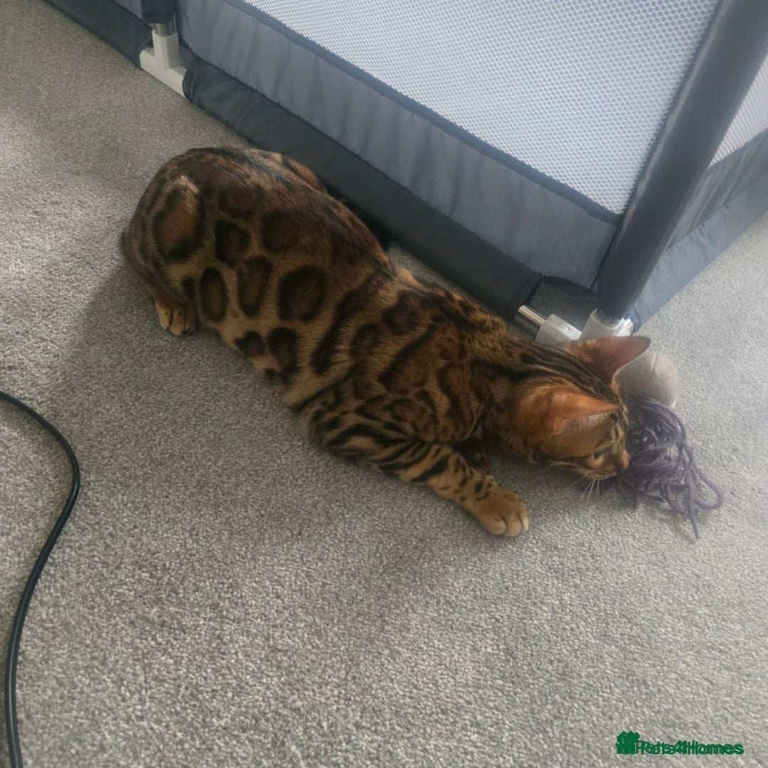 Bengal cats for sale: SBT TICA F5 Bengal Queen-Must Be Rehomed by March  - Advert 13