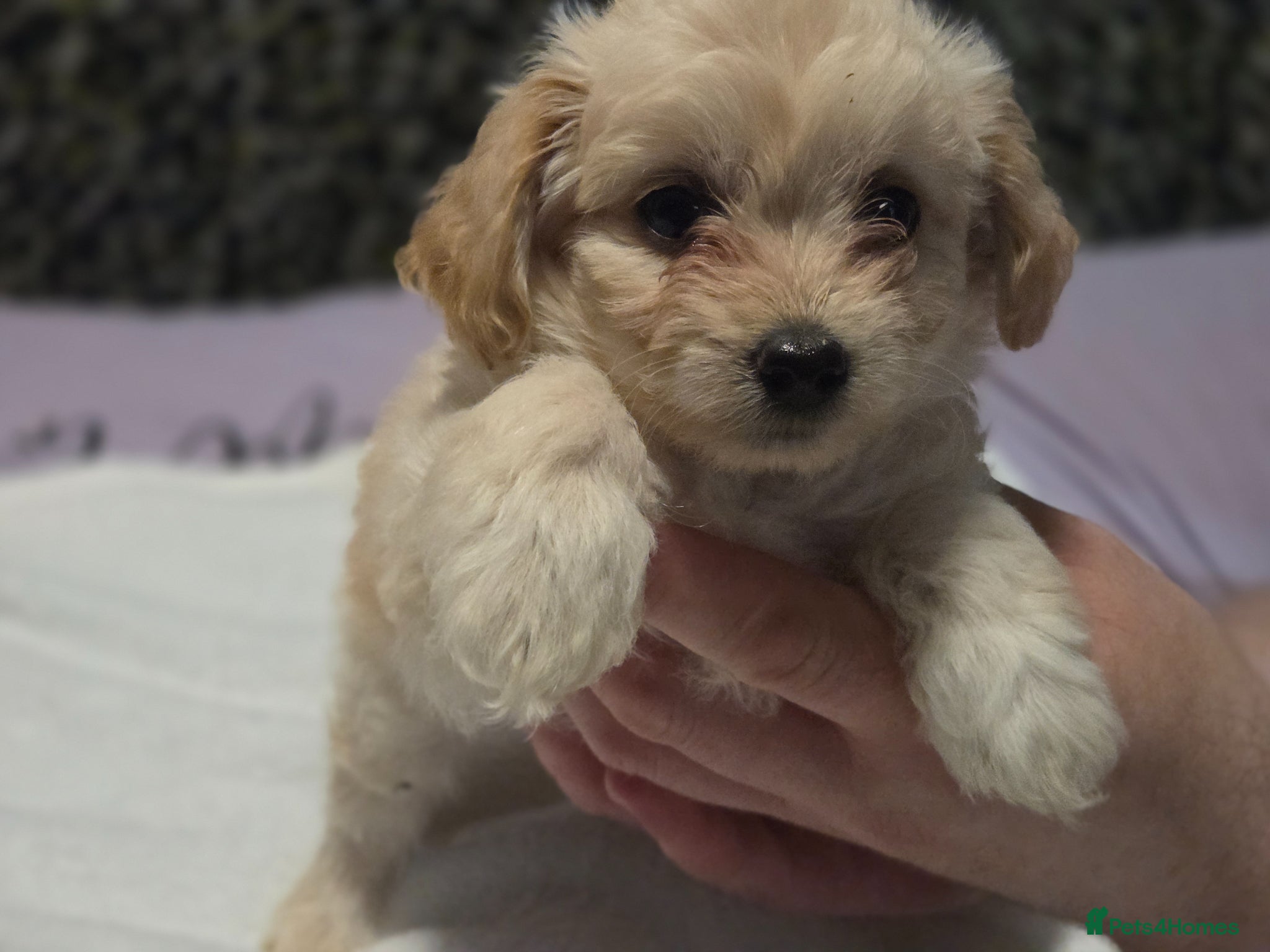 Chipoo dogs for sale:  Chihuahua x miniature poodles  in Leicester - Advert 16
