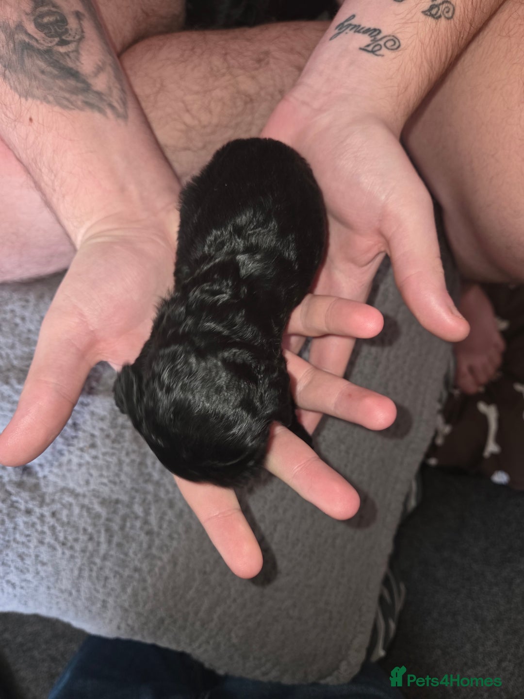 Cockapoo dogs for sale: Puppy cockapoos  - Advert 2