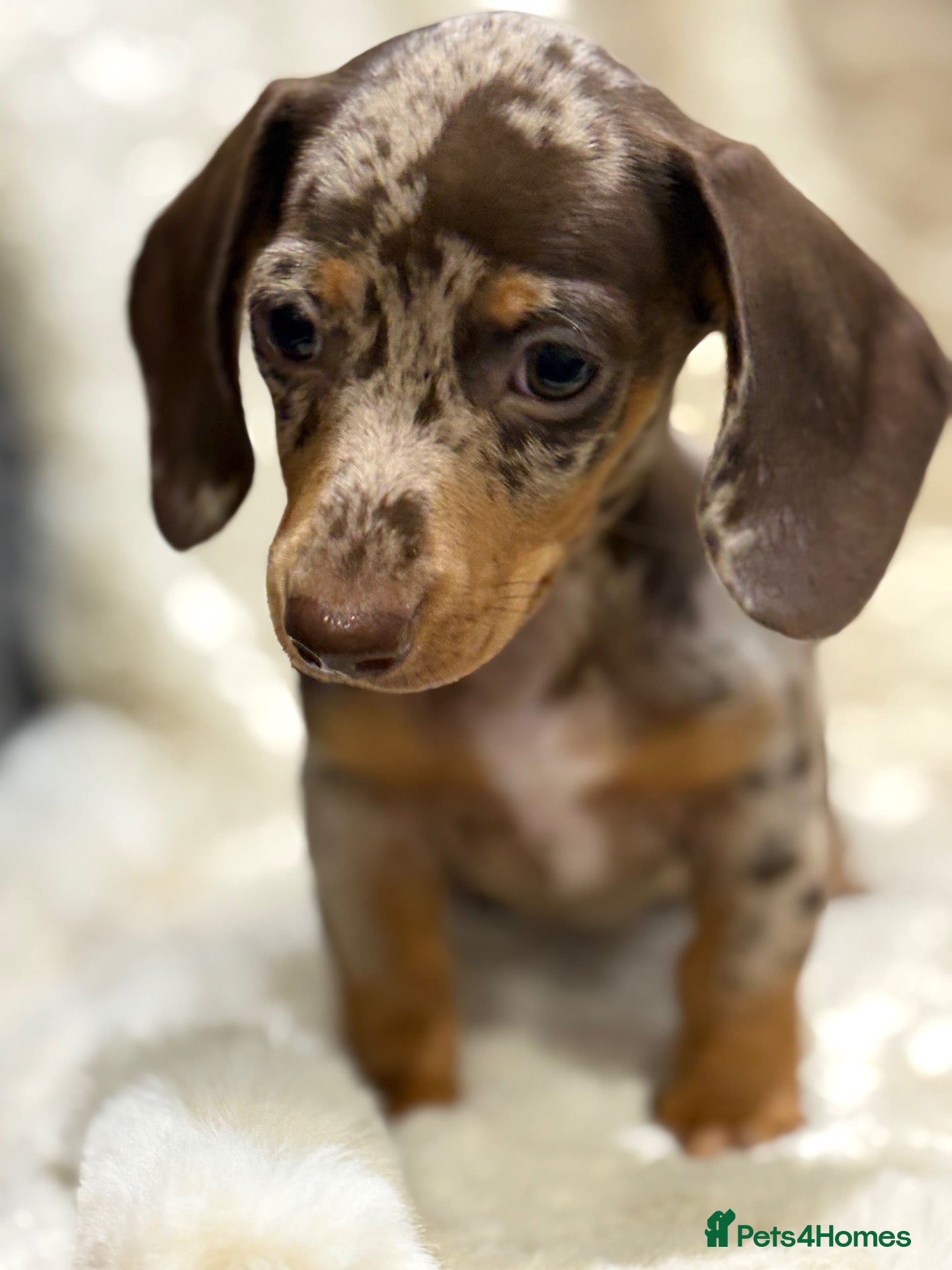 Miniature Dachshund dogs Top quality mini smooth dachshund puppies  - Advert 2