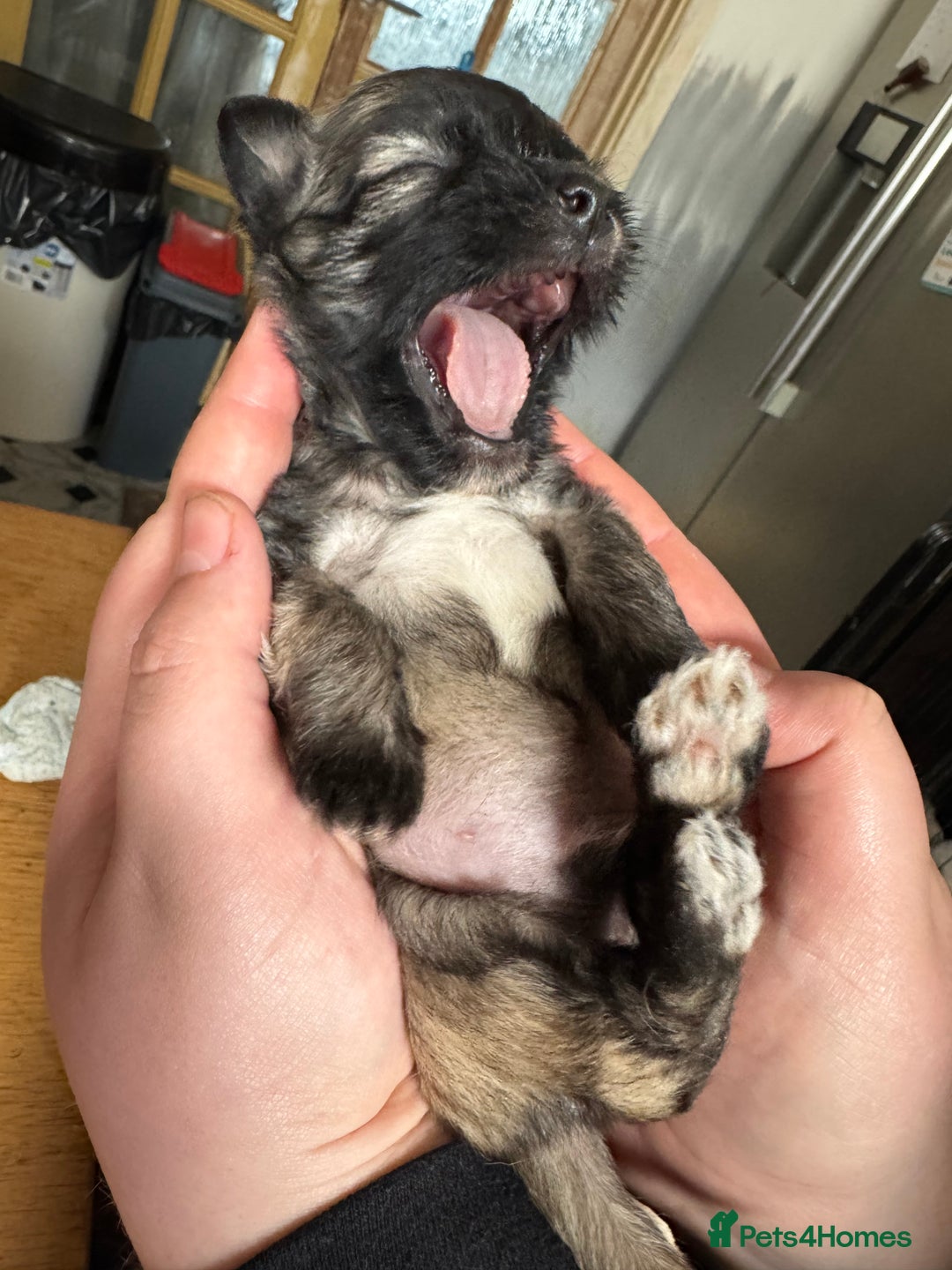 Mixed Breed dogs for sale: Schi-Chi babies in Wadebridge - Image 4