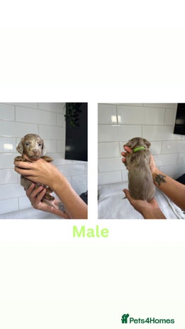 Dachshund dogs - Advert 16