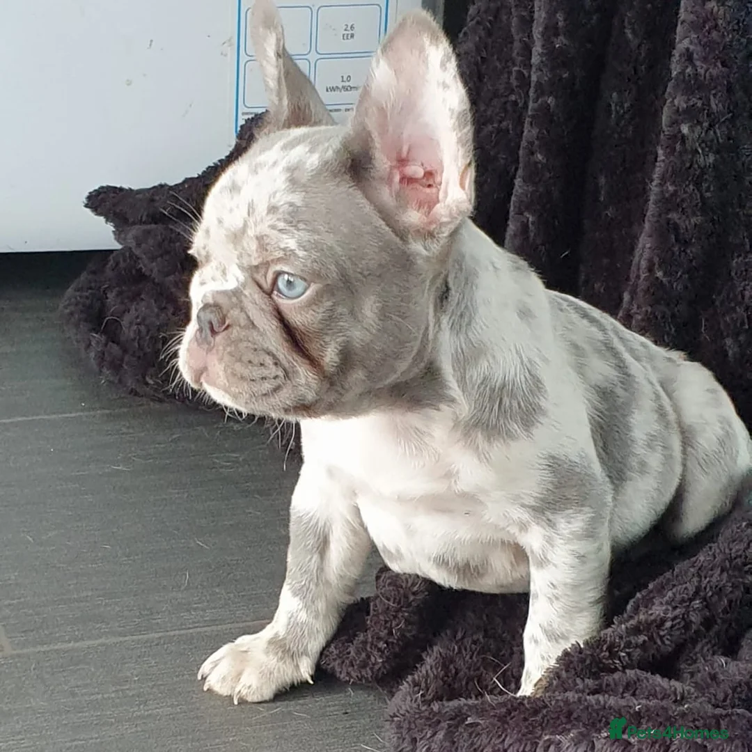 French Bulldog dogs for stud: Mayan, Rfg, bva, Silver health tested Lilac tan in Sheffield - Advert 30