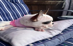 French Bulldog dogs for sale: Adorable Frenchie Puppies Seeking Forever Homes - Image 27
