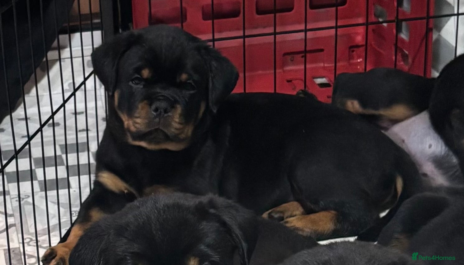 Rottweiler dogs Top Quality KC Health Tested Rottweiler Puppies  - Advert 6