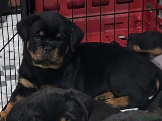 Rottweiler dogs Top Quality KC Health Tested Rottweiler Puppies - Advert 6