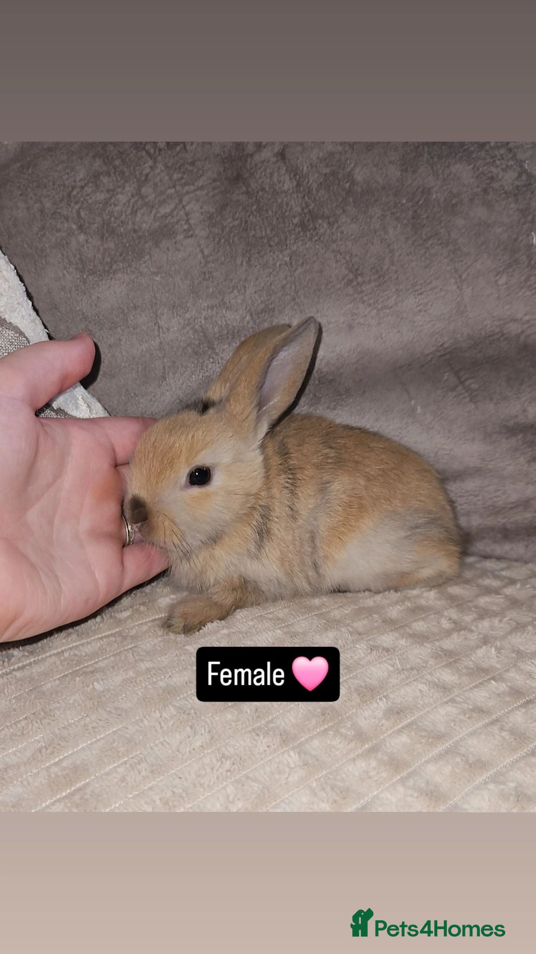 Mini Lop rabbits Baby Bunnies (Ready to leave) - Advert 2